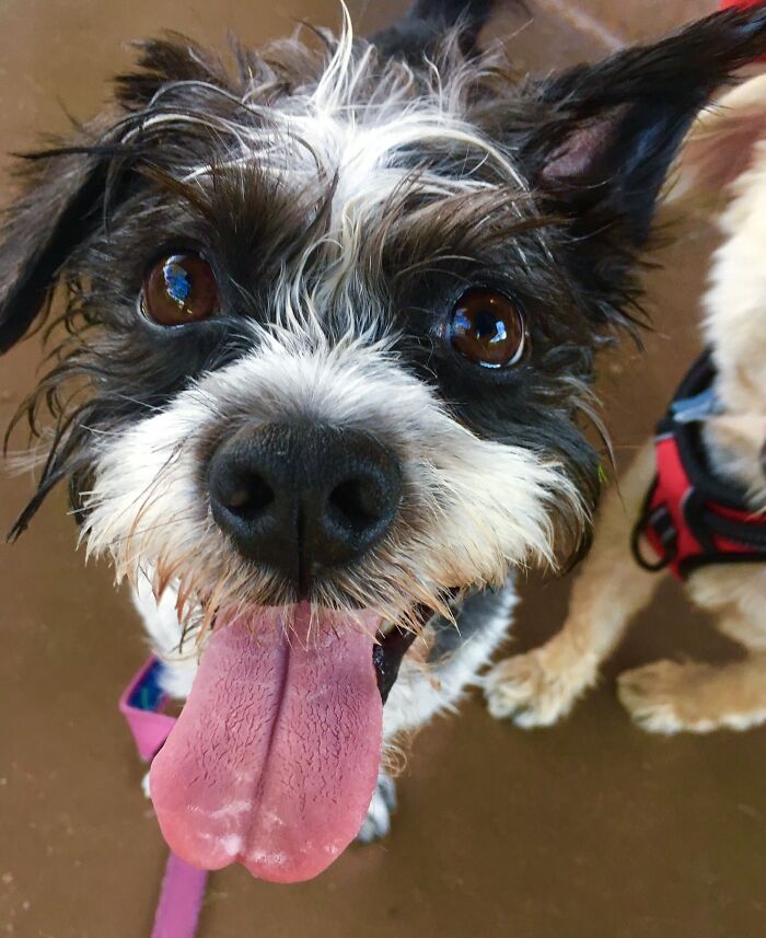 I Let Snapple Roll And Run In Wet, Muddy Grass 😁