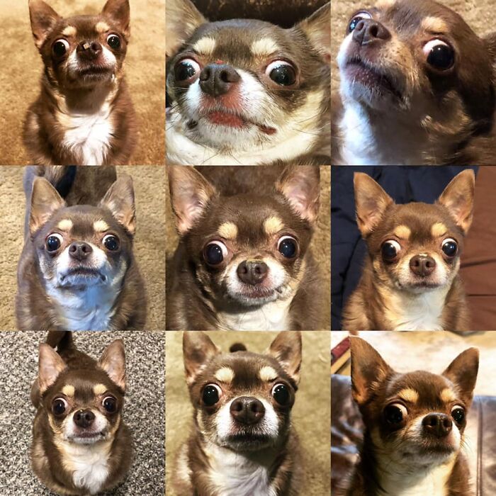 Dogs-Pretty-Eyes-Challenge-Facebook