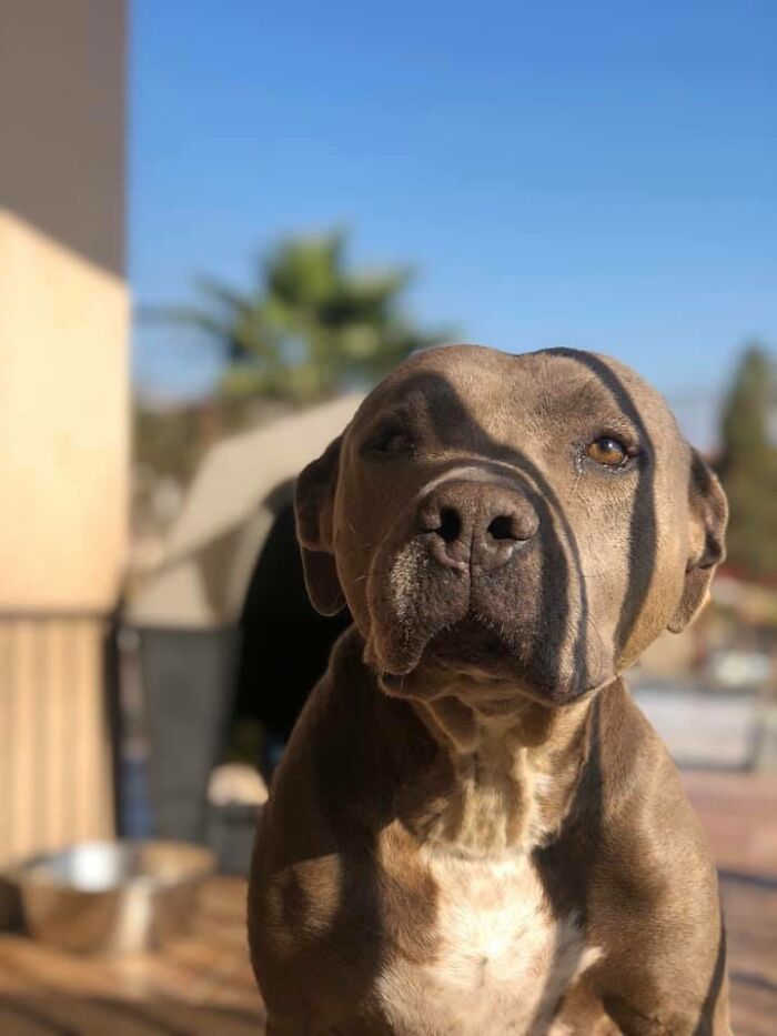 Pit Bull Kindly Asks Owners To Allow A Pregnant Cat Inside So It Can Give Birth