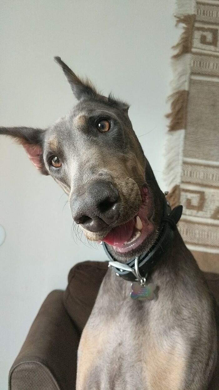 Dogs-Pretty-Eyes-Challenge-Facebook