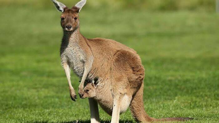 Kangaroo with joey in pouch on green grass, showcasing adorable Australian animals in natural habitat outdoors.