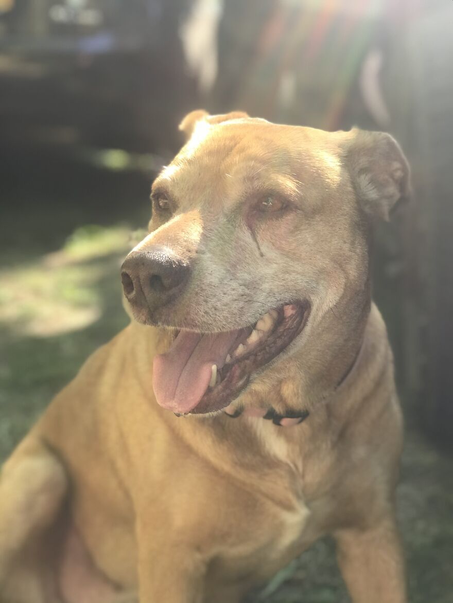 I Took A Picture Of My Doggo This Summer At Camp