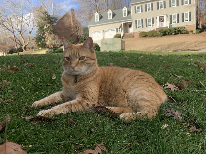 My Hunter. Simon Acts Like A Dog, Hunts Big Game And Loves Hanging Outside With His Humans. My Ginger Manx
