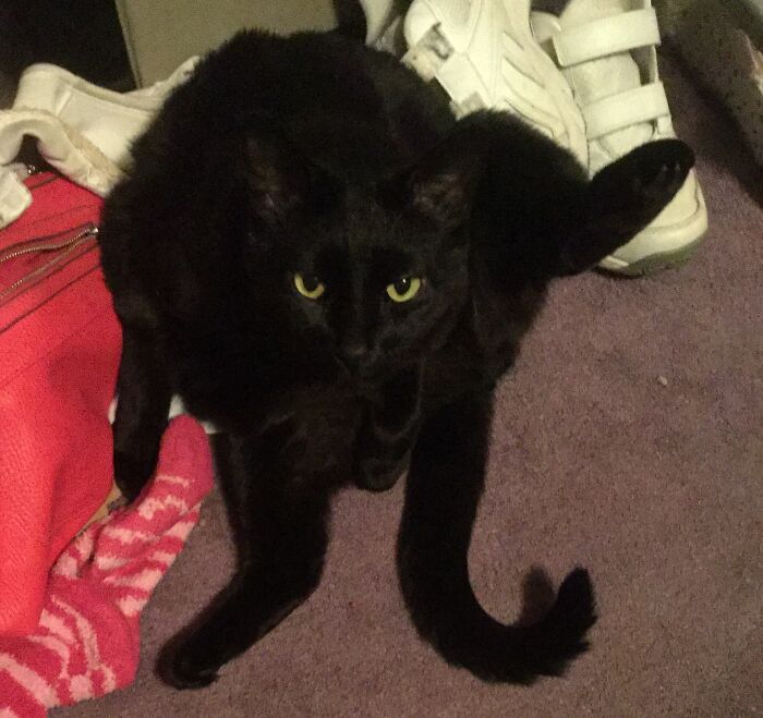 Wallace Auditioning For John Carpenter’s “The Thing”