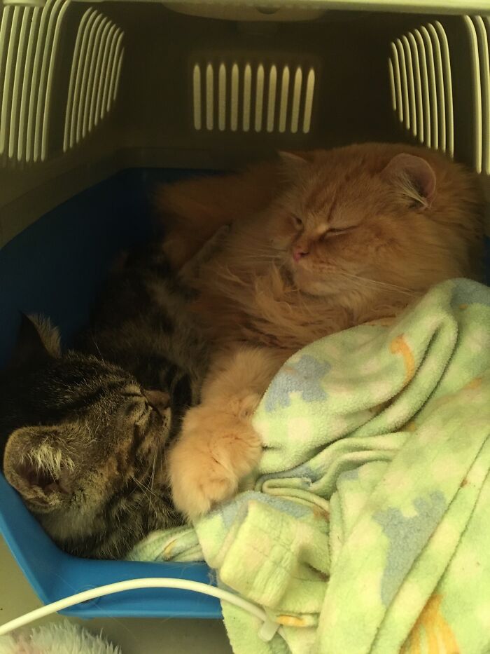 Rosemary (Romy) And Gigi Taking A Nap Together🥰