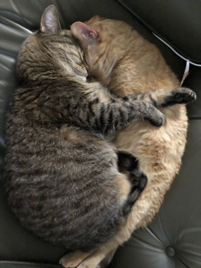 They Were Chasing Each Other Up And Down The Stairs Half An Hour Before. Nini And Sarah
