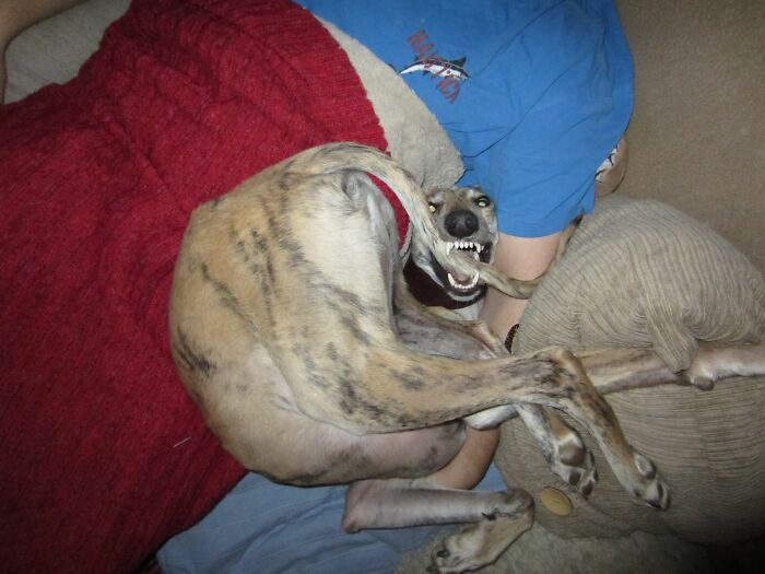 Da Derp Dee Derp Da Teetley Derpee Derpee Derp