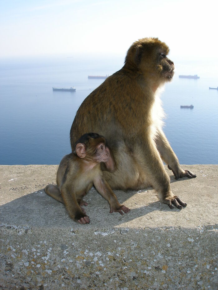 Cute Baby And Mom (Gibraltar)