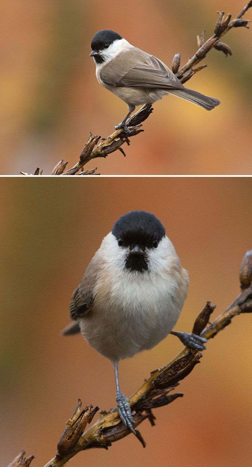 Marsh Tit