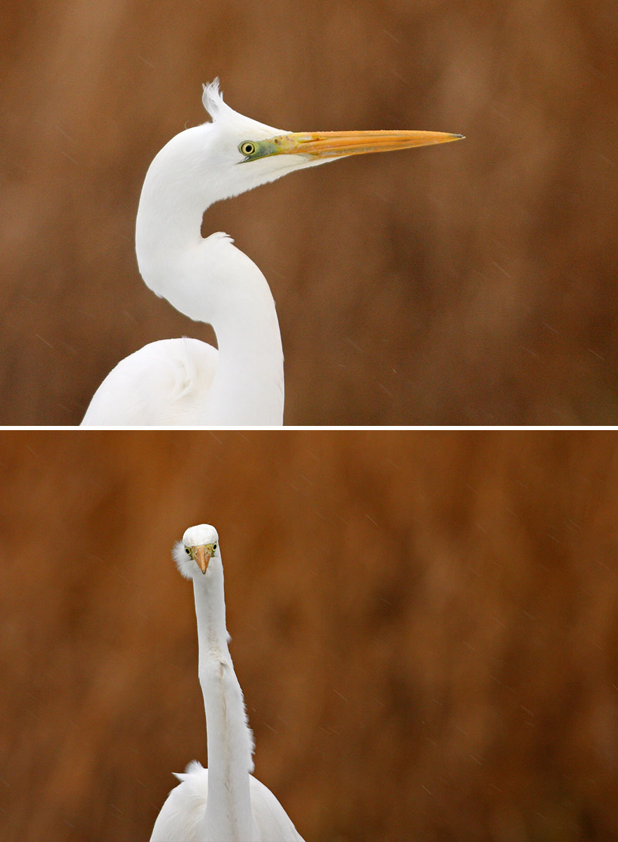 Great Egret