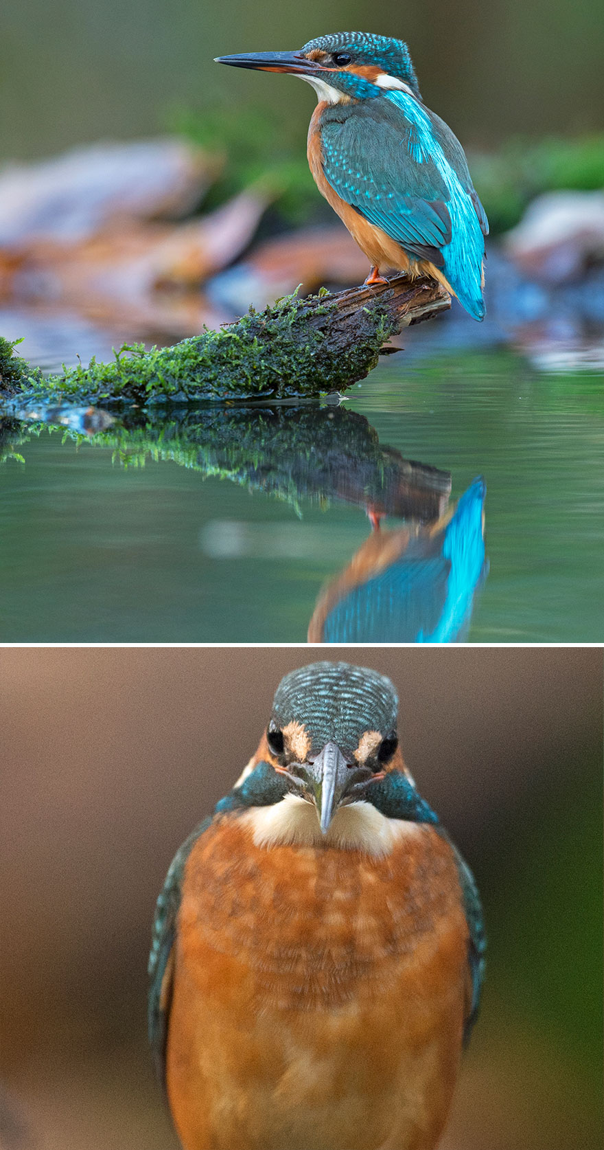 Kingfisher