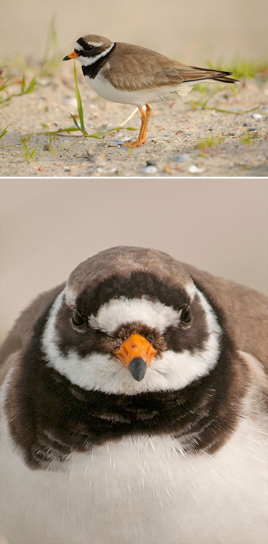 Ringed Plover