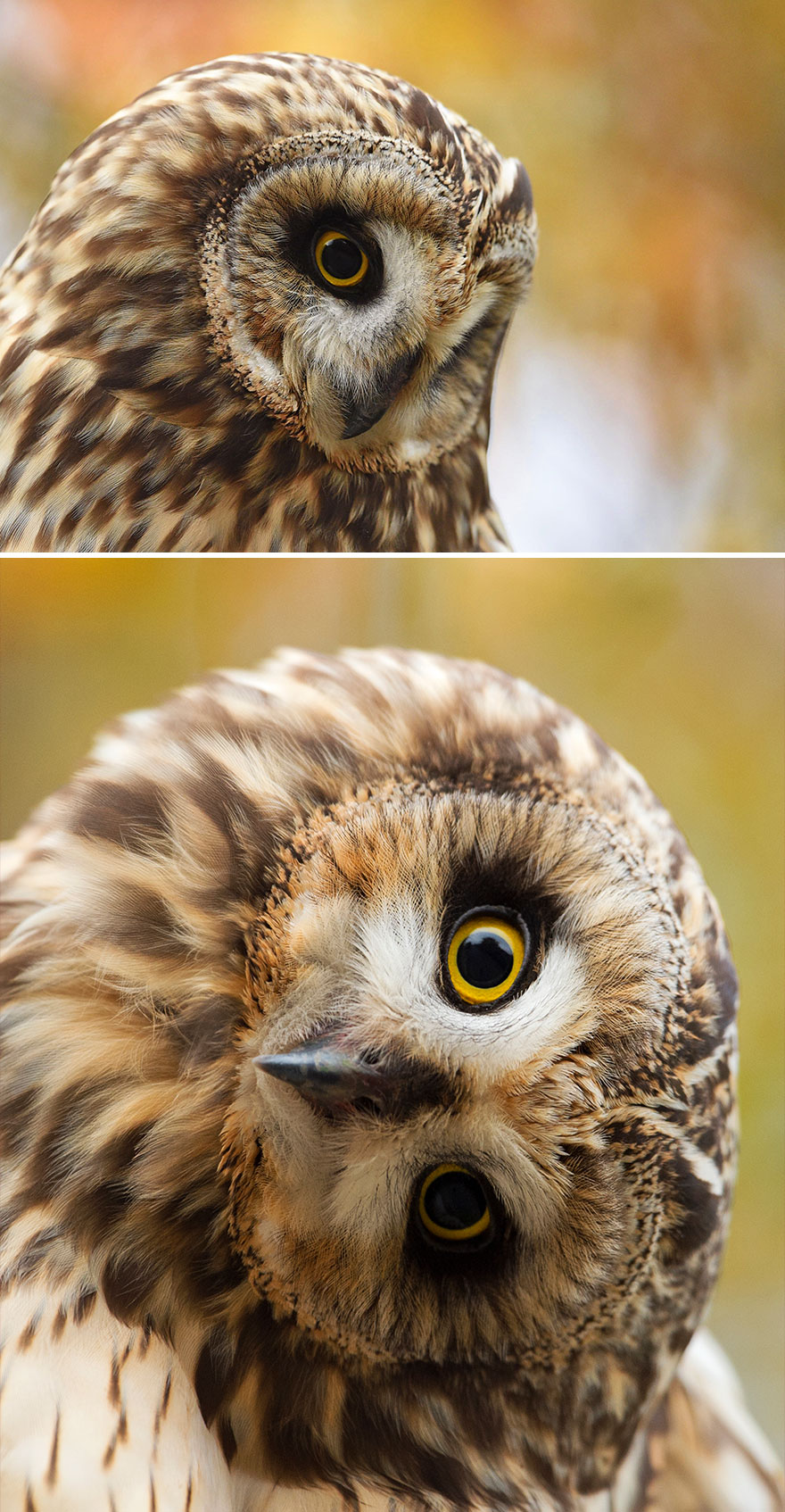 Short-Eared Owl