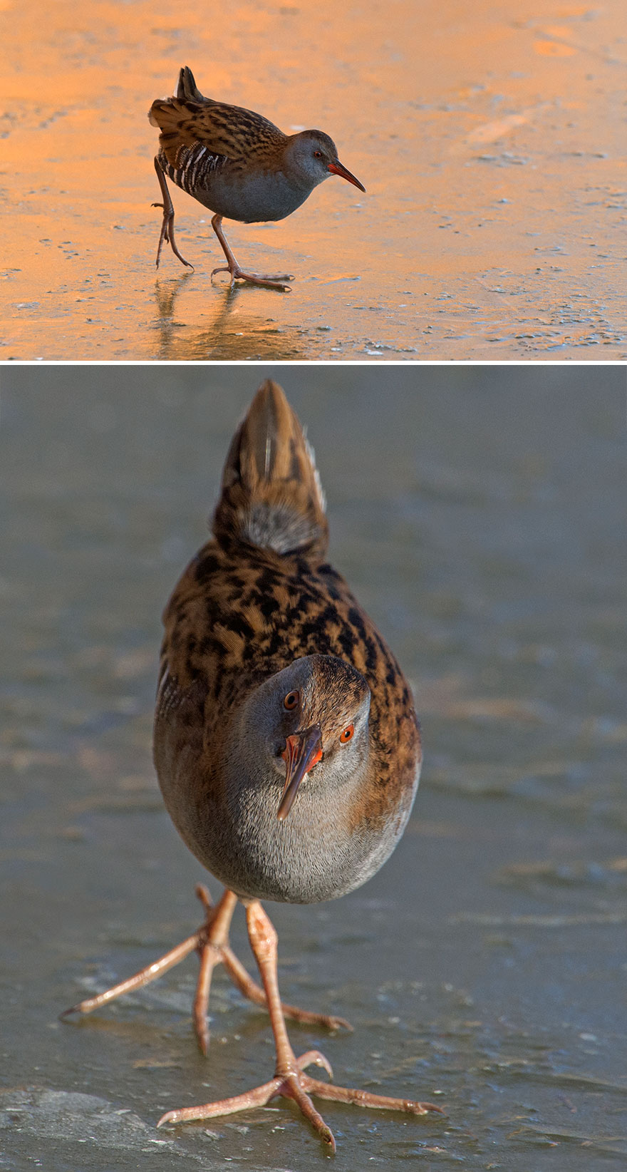 Water Rail