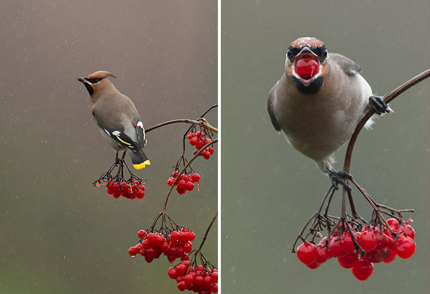 Waxwing