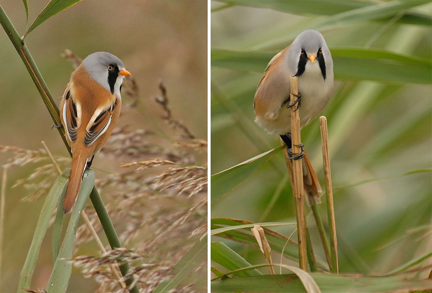 Bearded Tit