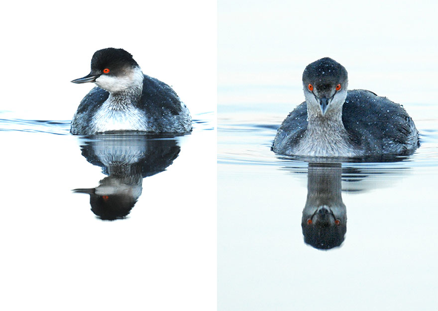 Black-Necked Grebe