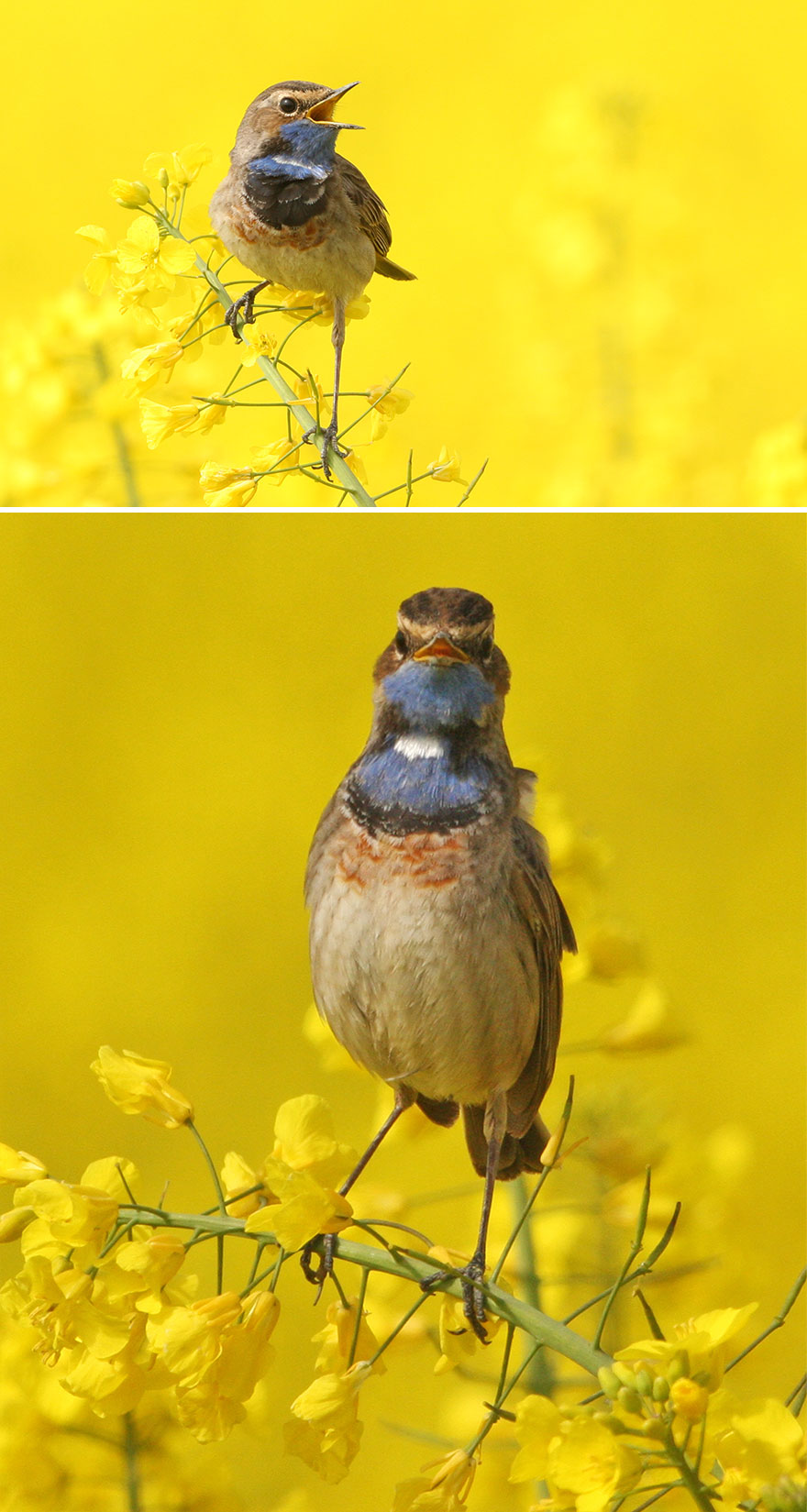 Bluethroat