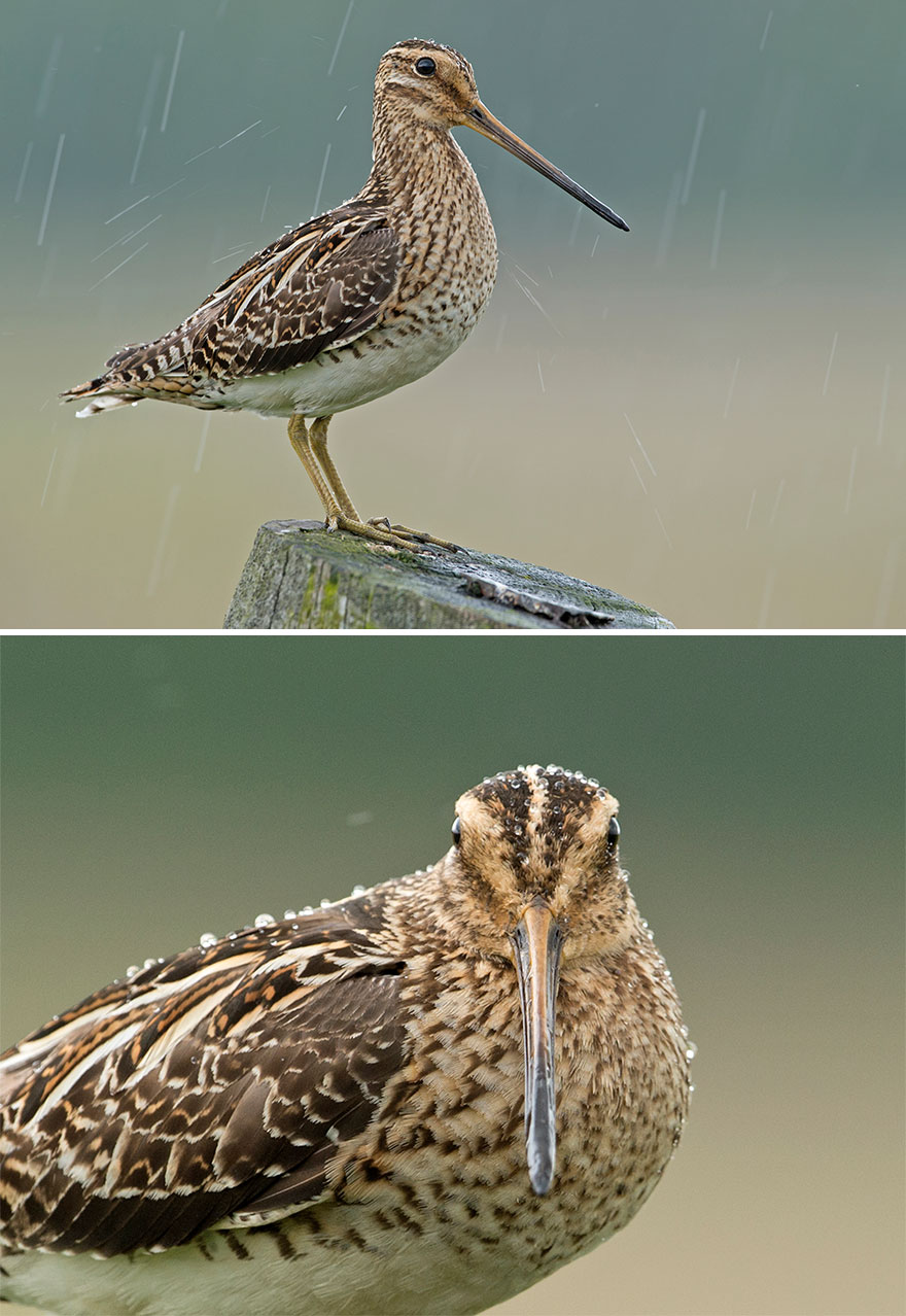 Common Snipe