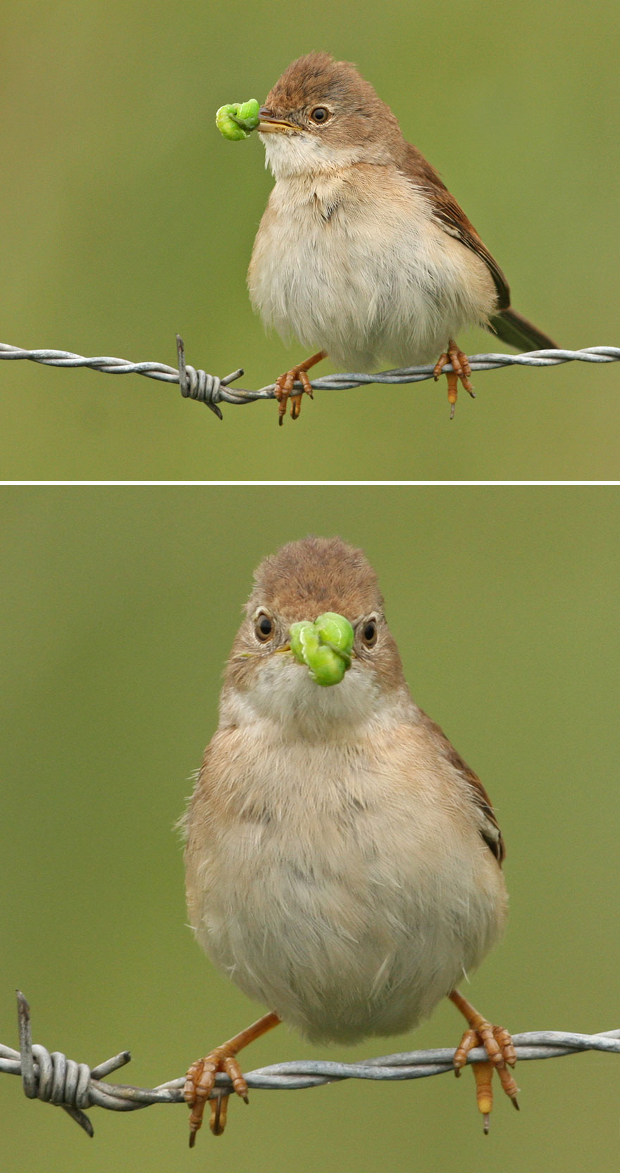 Common Whitethroat