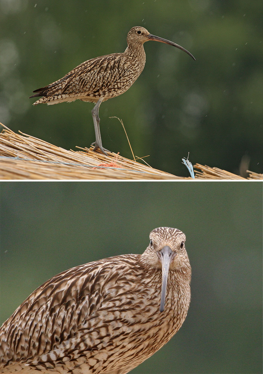 Curlew