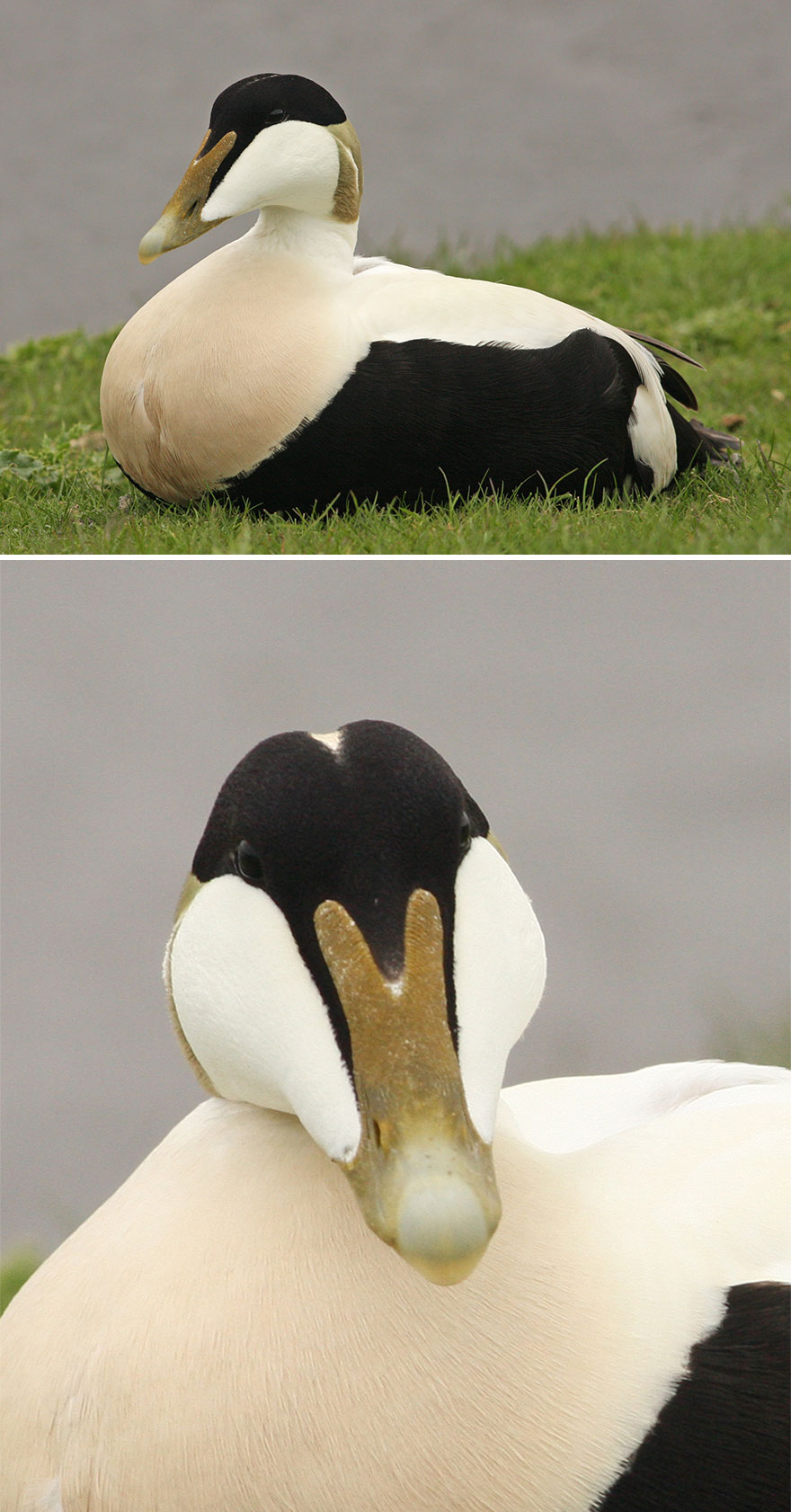 Eider