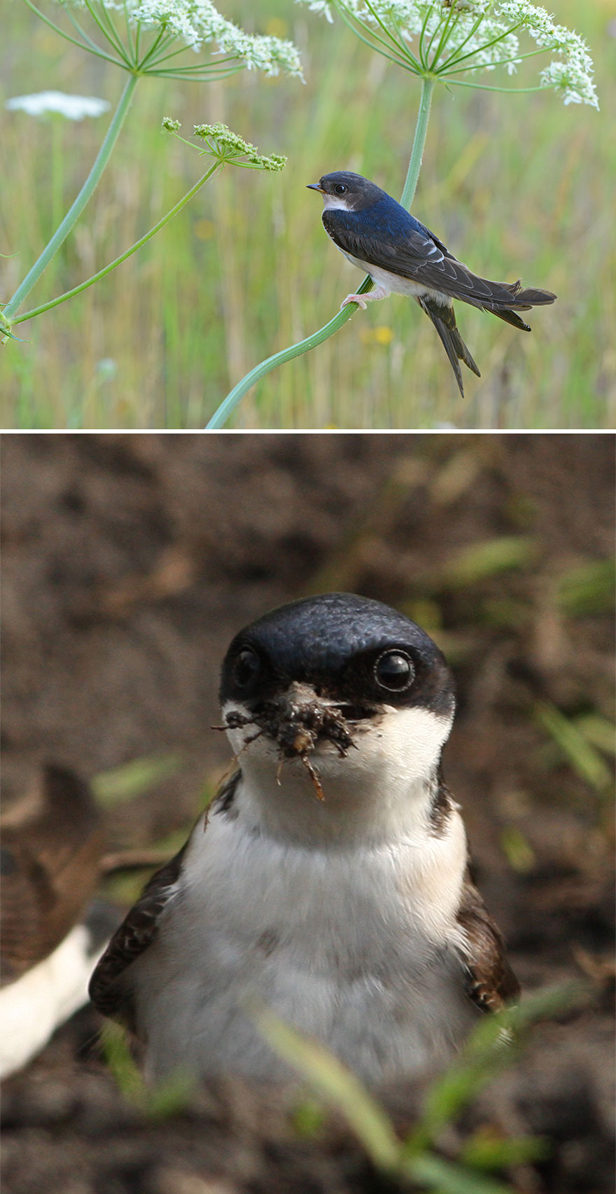 House Martin