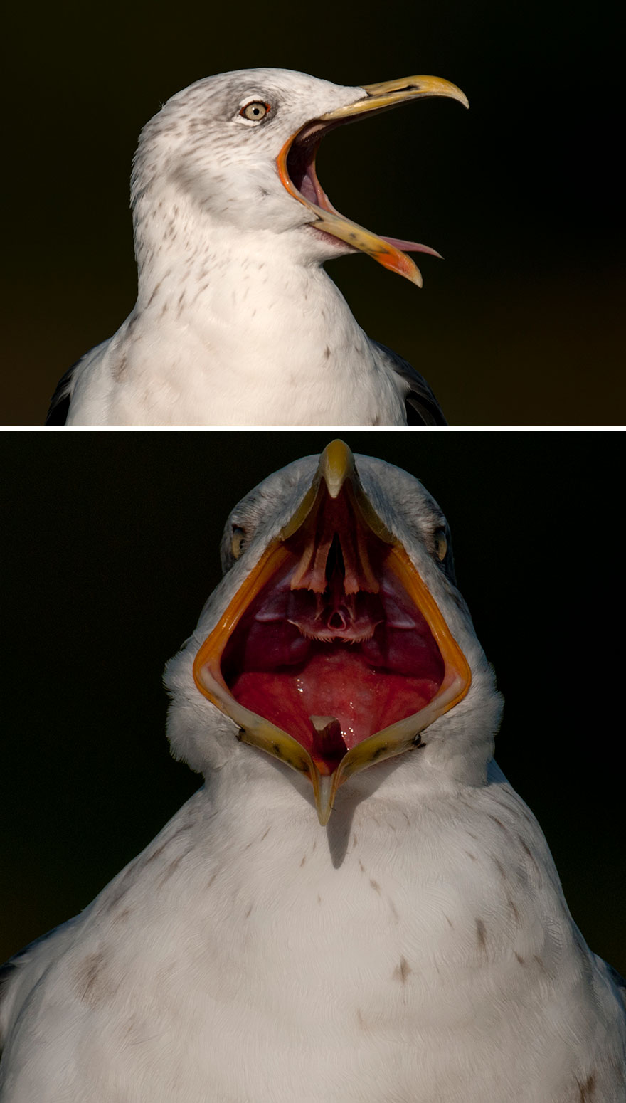 Lesser Black Backed Gull