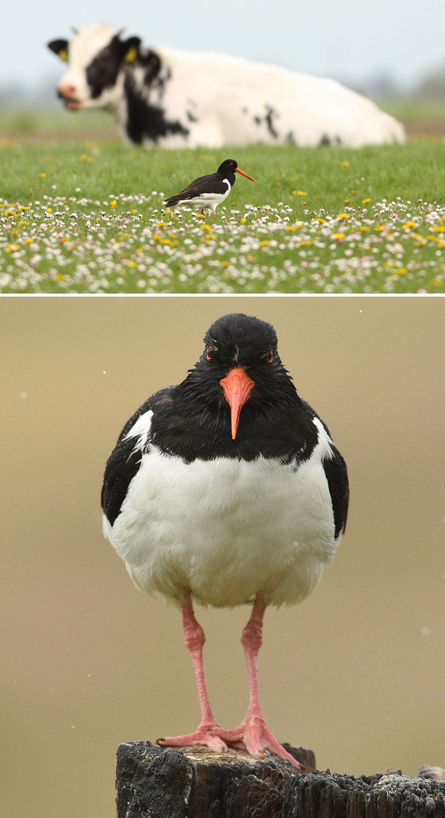 Oystercatcher