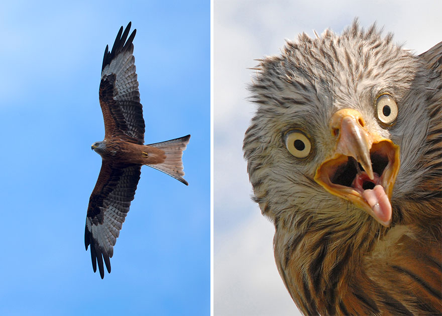 Red Kite