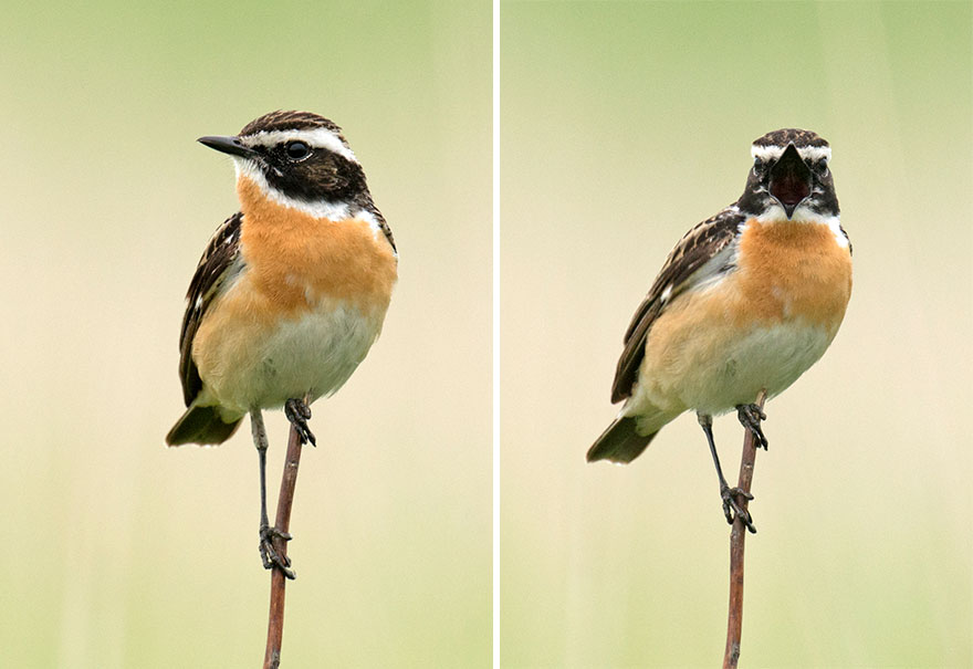 Whinchat