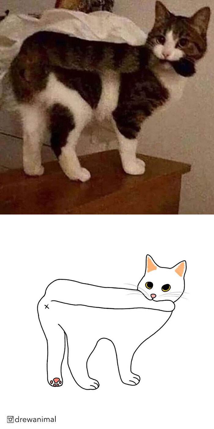 Artist Turns Classic Cat Memes Into Minimalist Illustrations