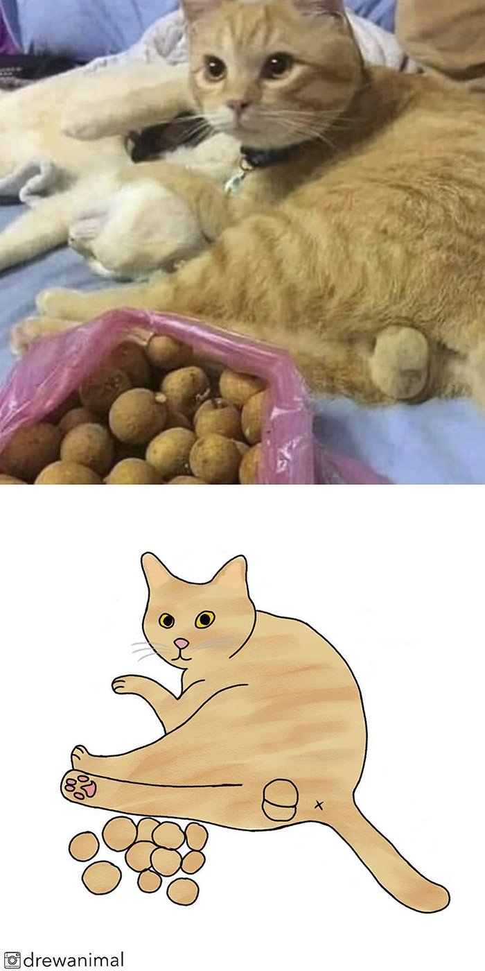 Artist Turns Classic Cat Memes Into Minimalist Illustrations