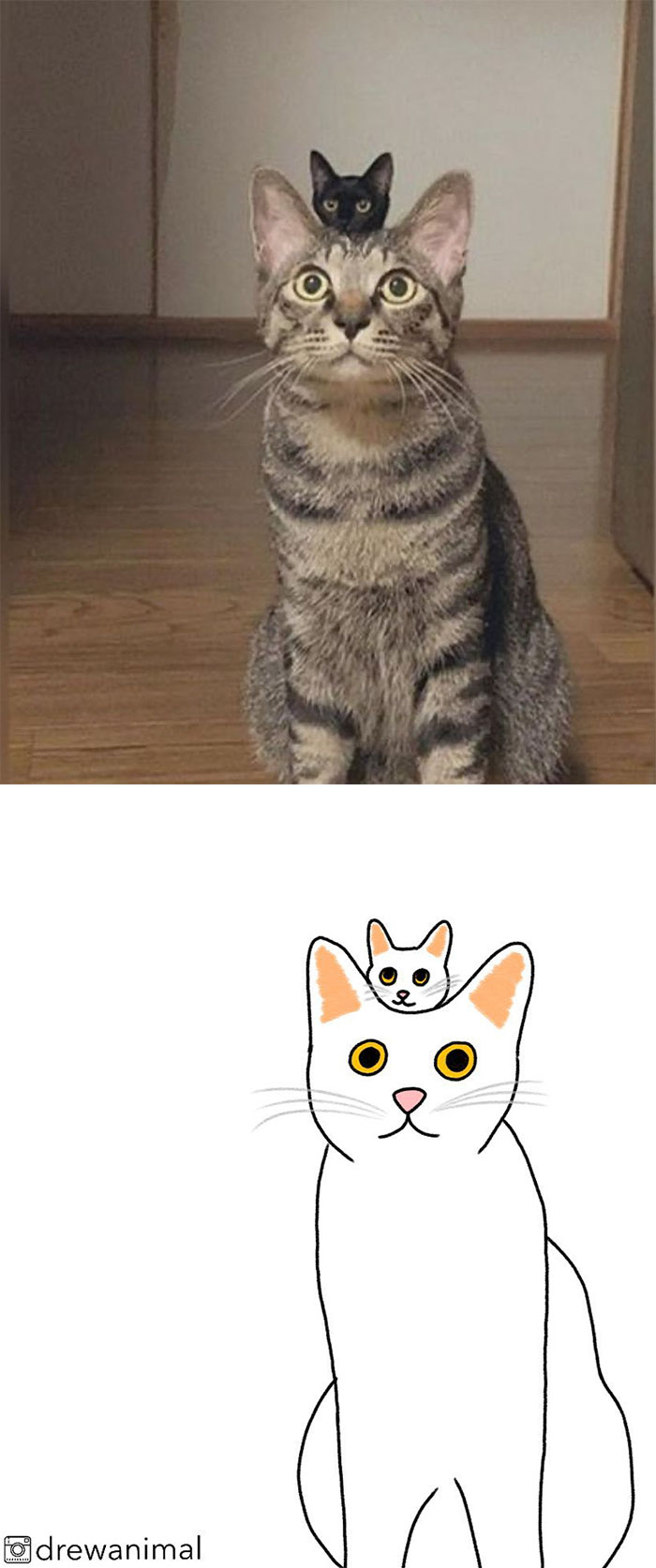 Artist Turns Classic Cat Memes Into Minimalist Illustrations
