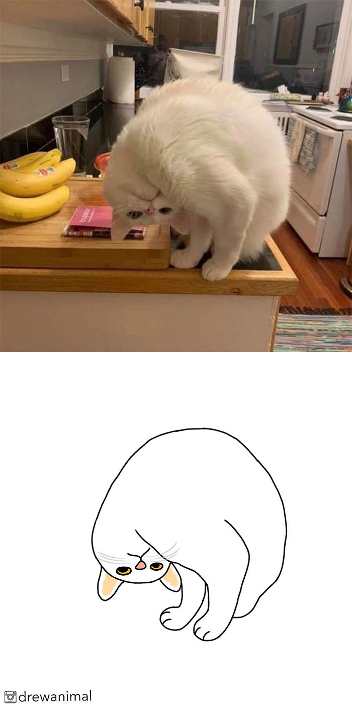 Artist Turns Classic Cat Memes Into Minimalist Illustrations
