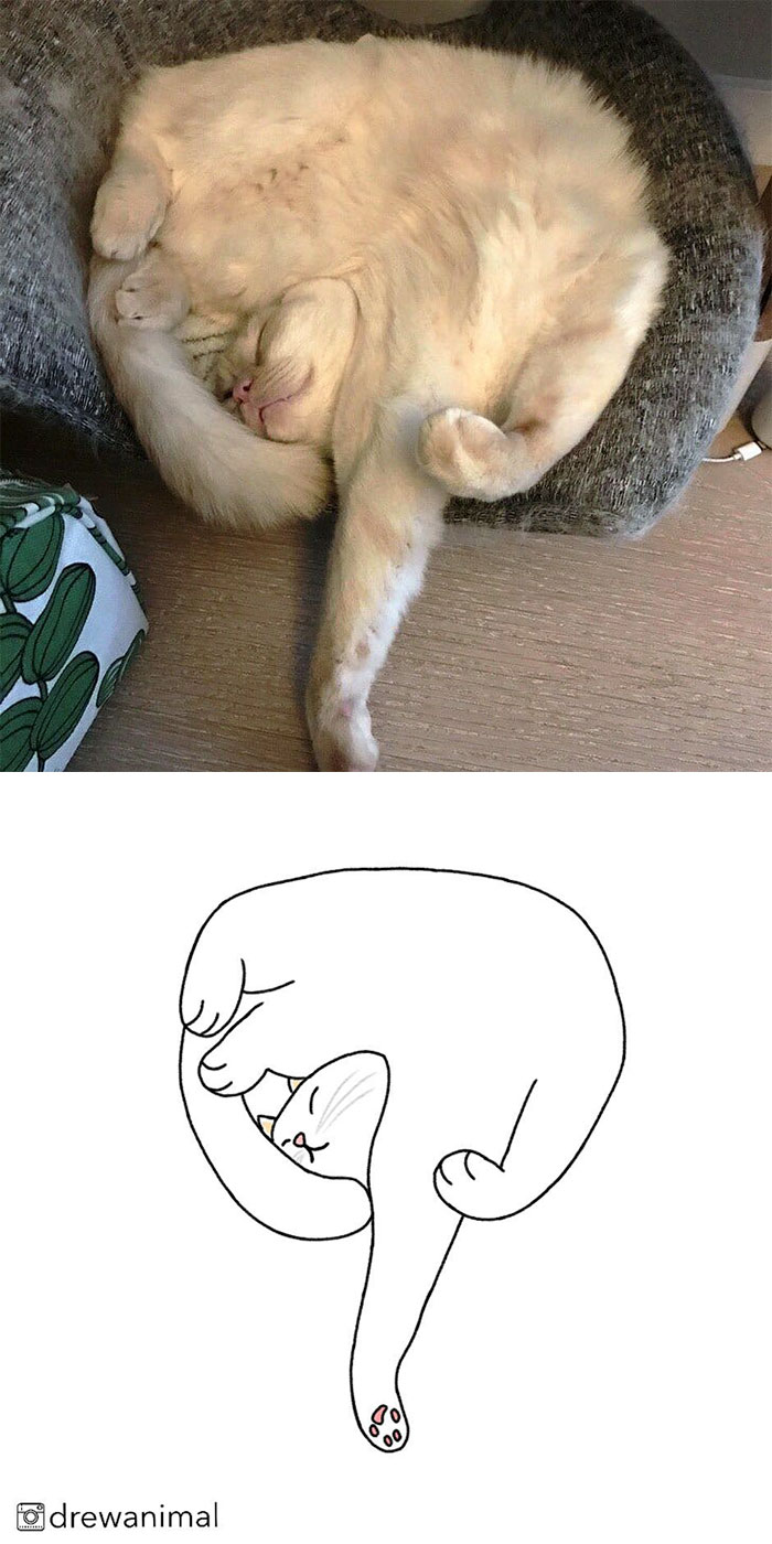 Artist Turns Classic Cat Memes Into Minimalist Illustrations