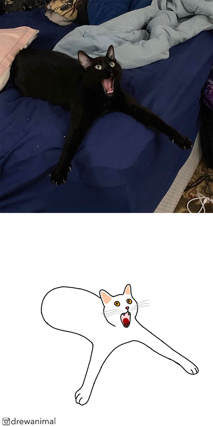 Artist Turns Classic Cat Memes Into Minimalist Illustrations