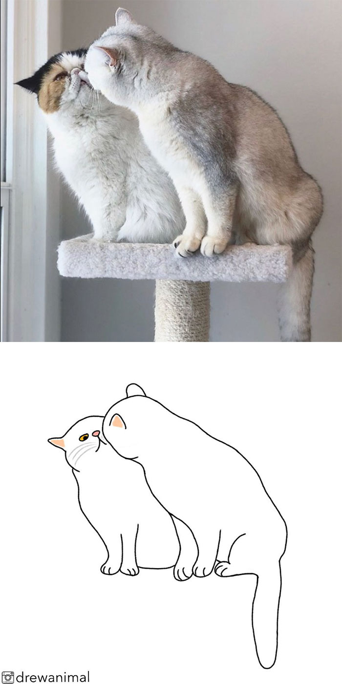 Artist Turns Classic Cat Memes Into Minimalist Illustrations