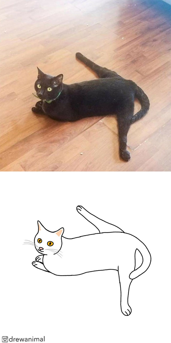 Artist Turns Classic Cat Memes Into Minimalist Illustrations