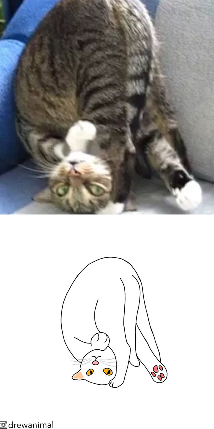 Artist Turns Classic Cat Memes Into Minimalist Illustrations