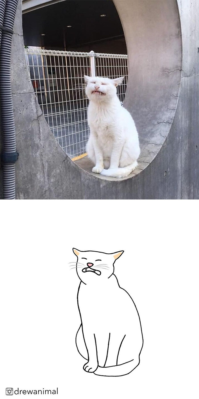 Artist Turns Classic Cat Memes Into Minimalist Illustrations