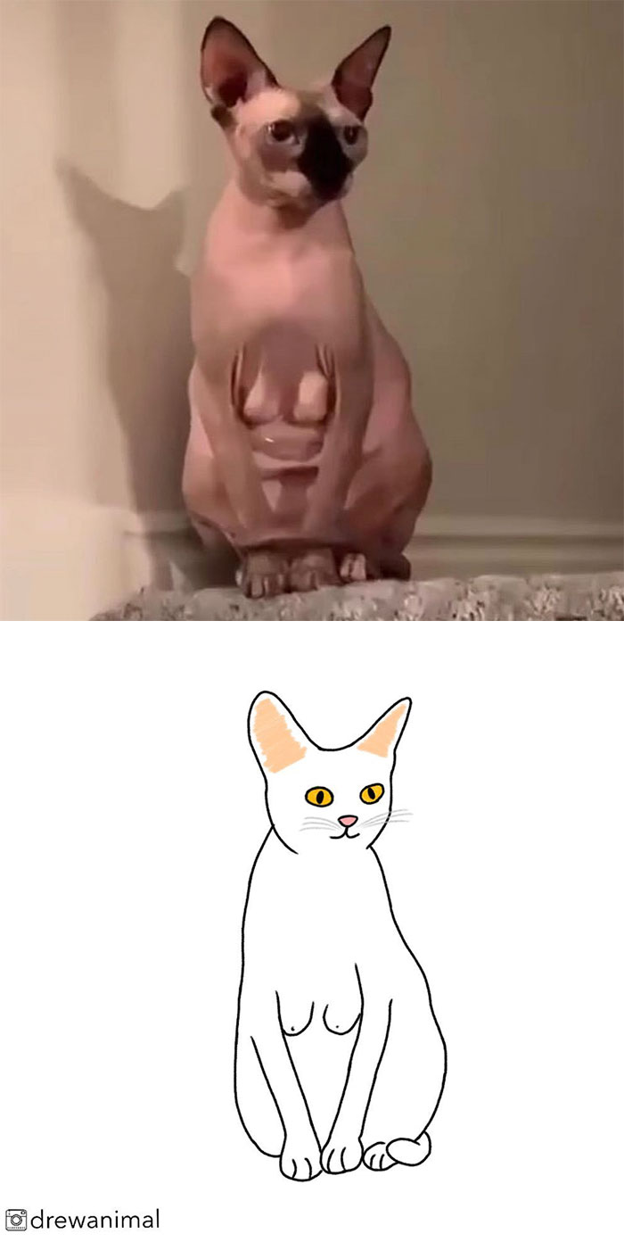 Artist Turns Classic Cat Memes Into Minimalist Illustrations