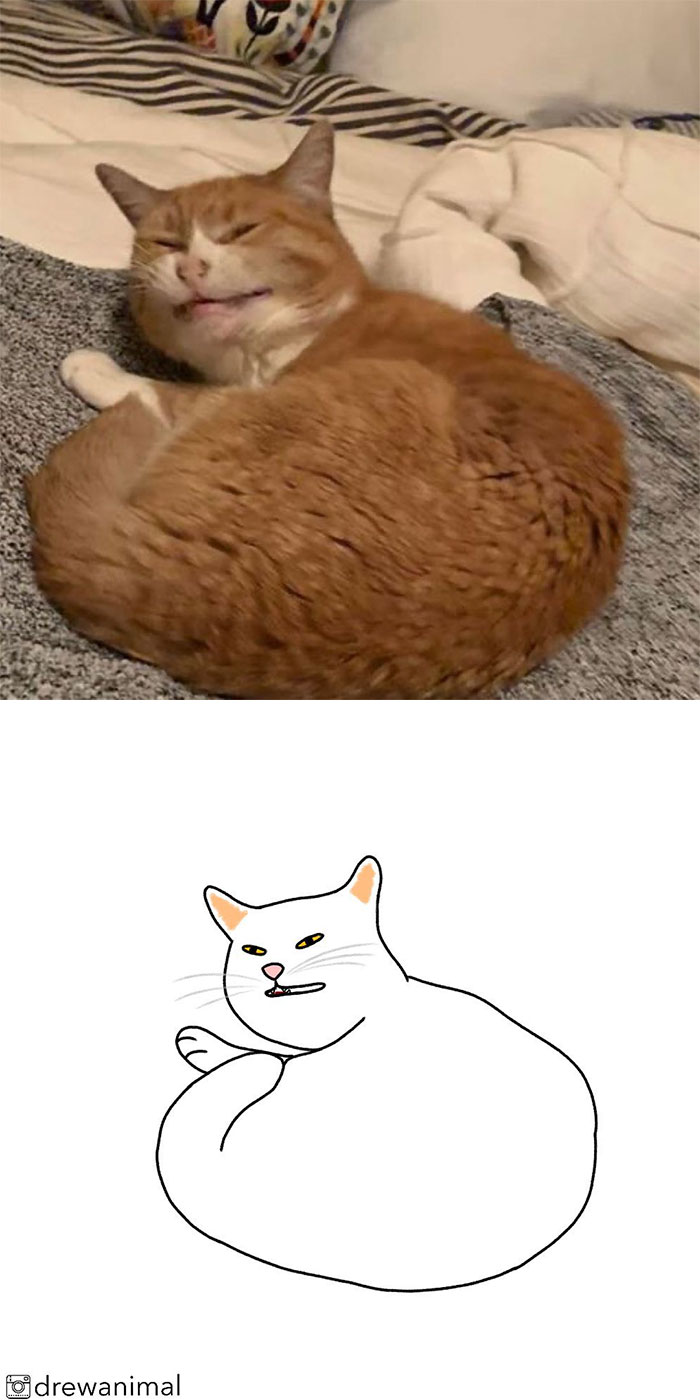 Artist Turns Classic Cat Memes Into Minimalist Illustrations