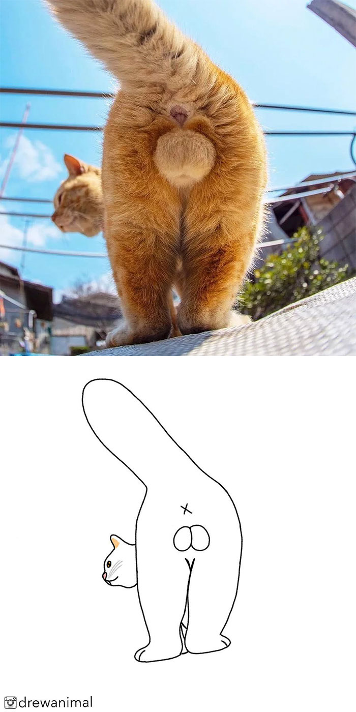 Artist Turns Classic Cat Memes Into Minimalist Illustrations