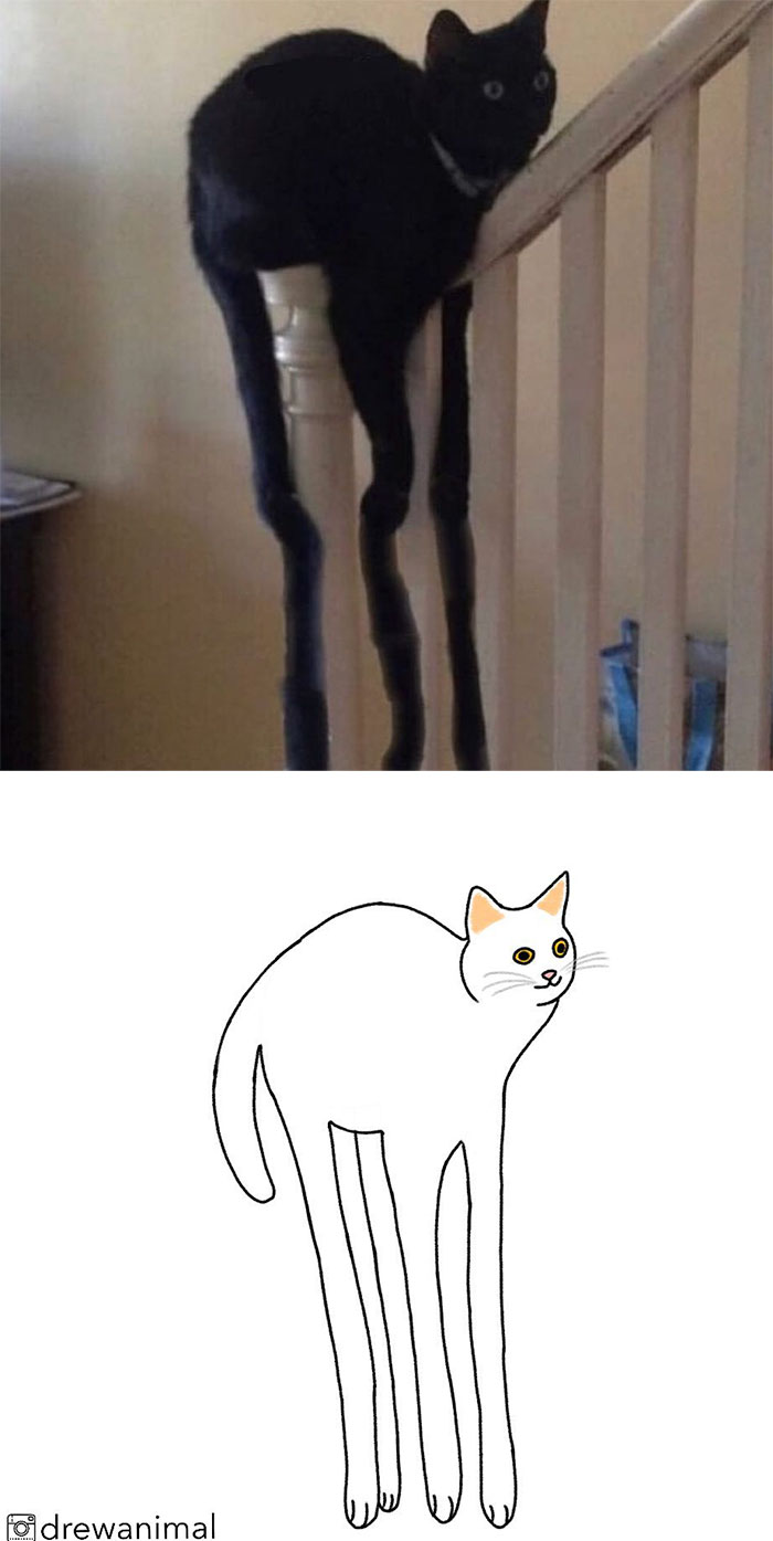 Artist Turns Classic Cat Memes Into Minimalist Illustrations