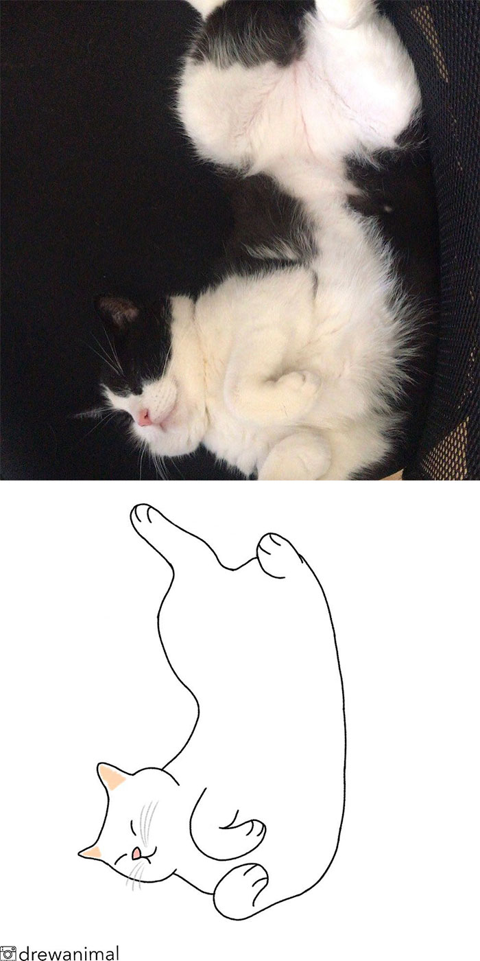 Artist Turns Classic Cat Memes Into Minimalist Illustrations