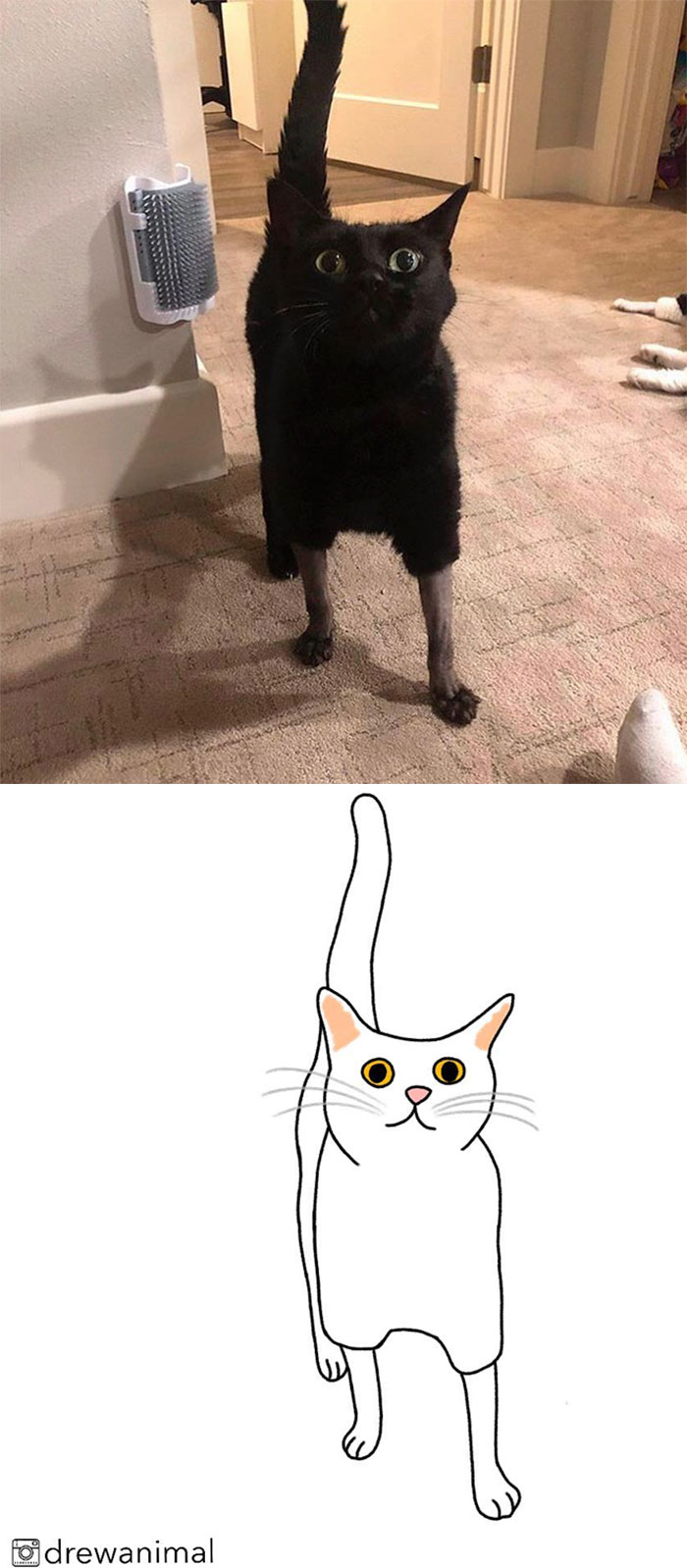 Artist Turns Classic Cat Memes Into Minimalist Illustrations