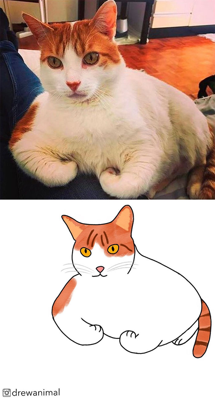 Artist Turns Classic Cat Memes Into Minimalist Illustrations