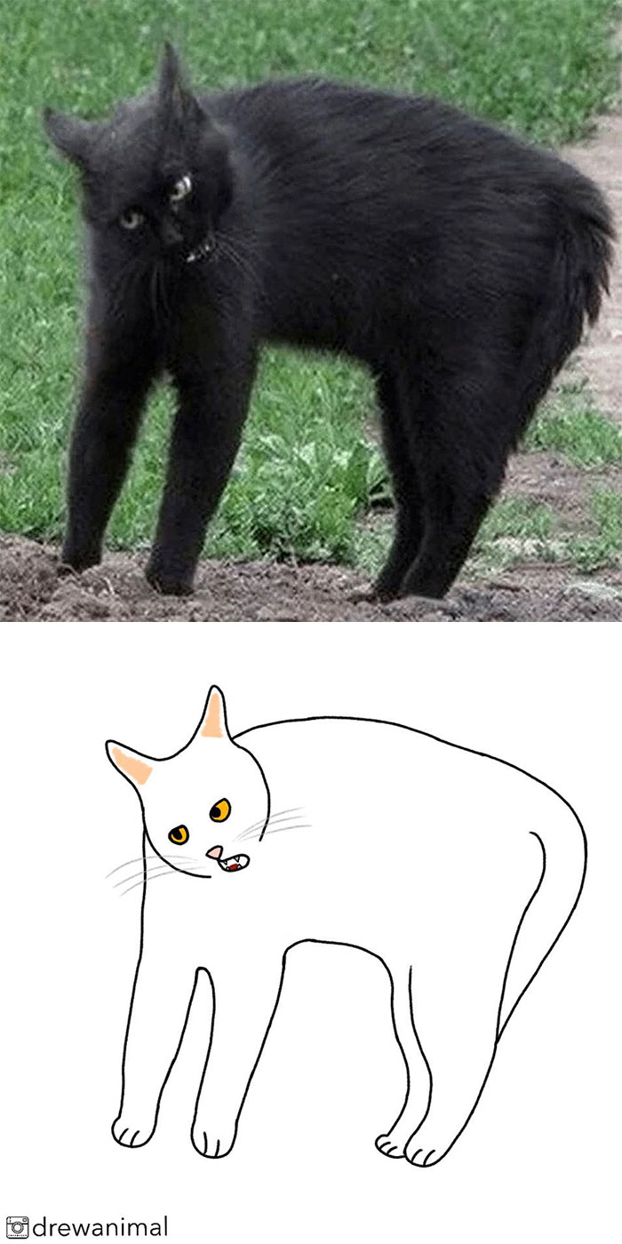 Artist Turns Classic Cat Memes Into Minimalist Illustrations