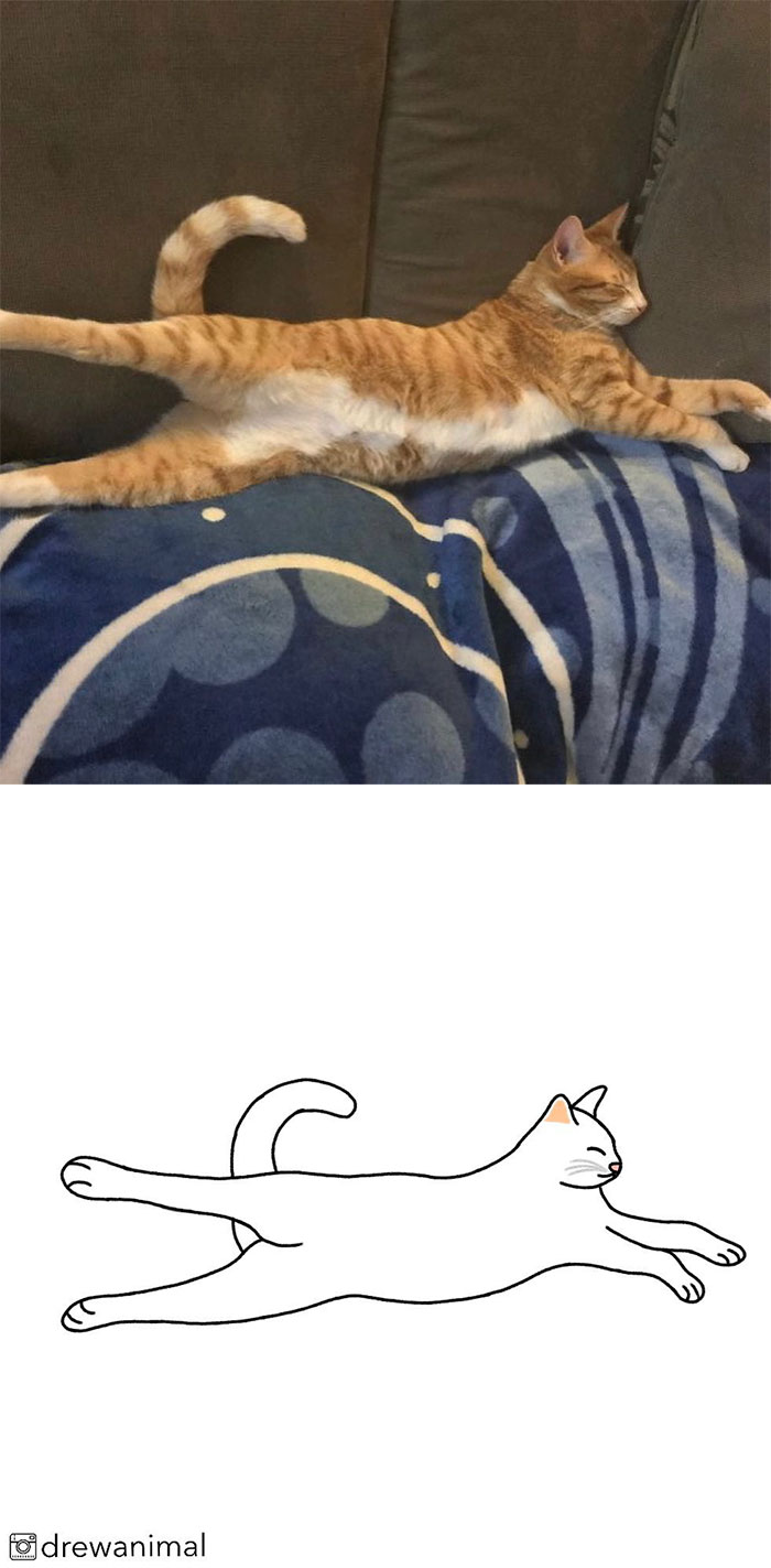 Artist Turns Classic Cat Memes Into Minimalist Illustrations